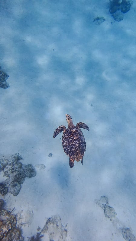 海龟在上面的海洋里游泳。