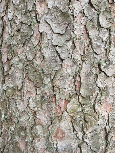 树皮