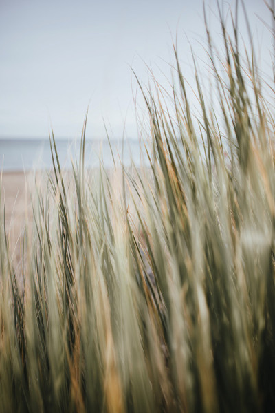 海滩燕麦在Timmendorfer Strand
