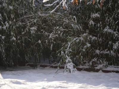 雪的照片