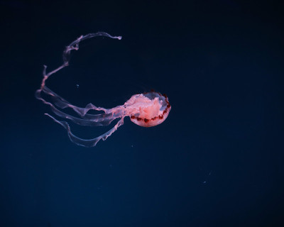 美丽的花