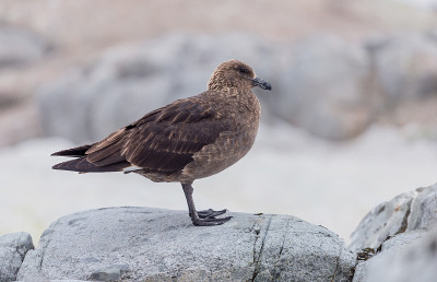 南极贼鸥斯特corarius maccormicki Graham陆地，阿根廷群岛，南极洲