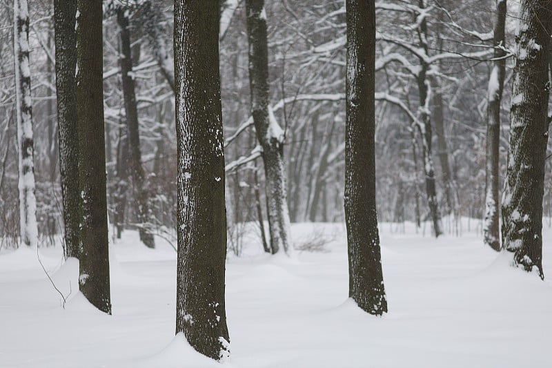 冬季和雪城公园景色优美