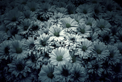 雏菊花心