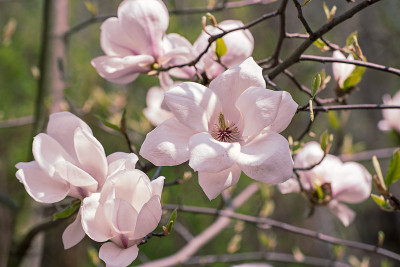 木兰春花