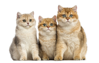 一群英国短毛猫坐在一排