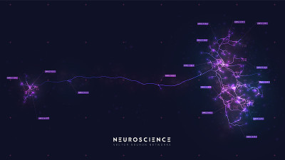 神经元系统模型。神经网络结构。人类神经网络的研究。数字人工器官。人类大脑细胞数据分析。为计算机连接映