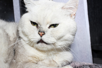 灰色的猫