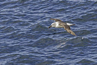灰头信天翁(Thalassarche chrysostoma)也被称为灰头mollymak，发现于南