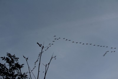 Vogelwanderung