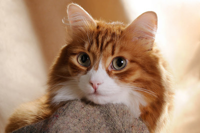 特写红猫的肖像