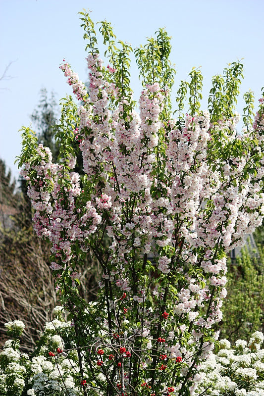 荚蒾和野苹果白、粉、花蓝天