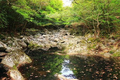 森林，Hallasan，山谷，石头，苔藓门，苔藓楼梯，苔藓，寺庙，Hyonom，