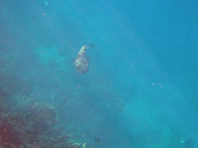 在红海里浮潜