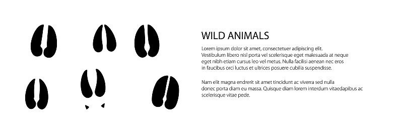 Banner of traces of forest animals