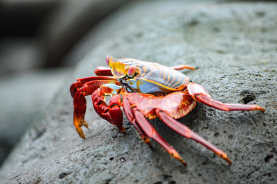 一只轻脚蟹(Grapsus Grapsus)在加拉帕戈斯群岛的岩石上行走。