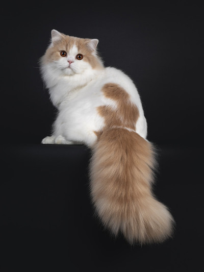 奶油与白色的英国长毛猫在黑色