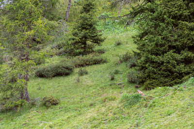 土拨鼠从洞里向外看。意大利道罗麦特炸药。Trentino-Alto阿迪杰河、意大利