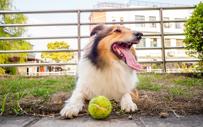 设得兰牧羊犬，柯利牧羊犬，大嘴带球