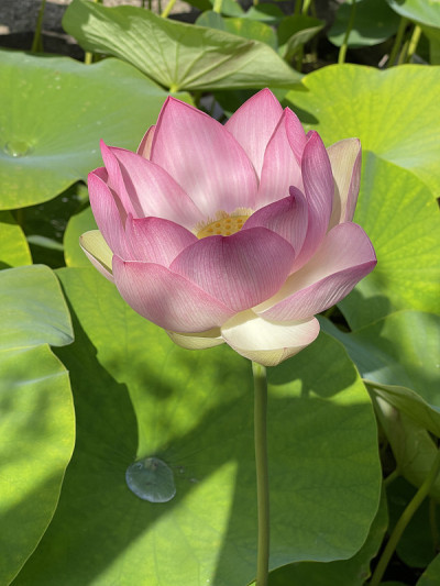 莲花，荷花