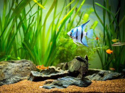 热带水族馆里的斑马天使鱼
