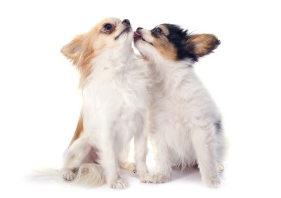 蝶耳犬和吉娃娃