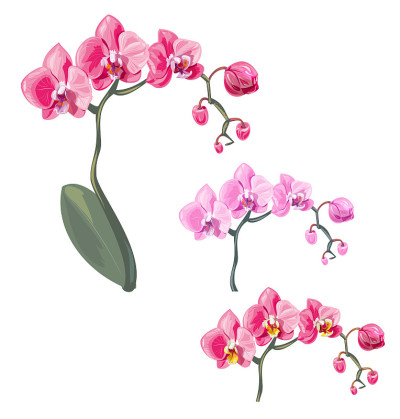 设置蝴蝶兰，粉红色，红色的花与橙色和小圆点，绿色茎和叶在白色的背景，数字绘制热带植物，现实的矢量植物