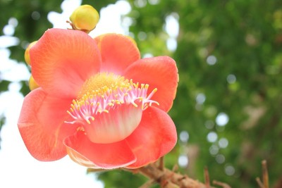 Shorea robusta, Sal tree flowers，泰国。