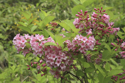 Weigela