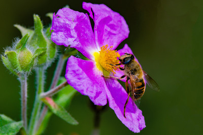 蜜蜂