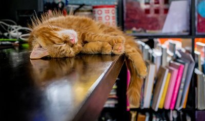 红黑猫