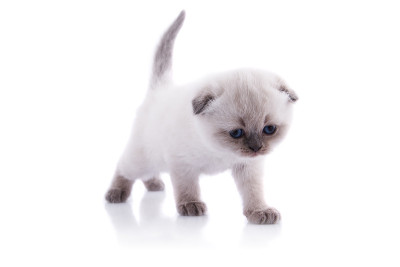 小猫