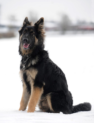 雪中的德国牧羊犬