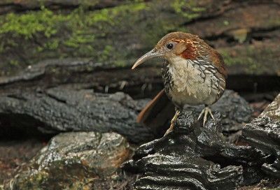 大型Scimitar-babbler