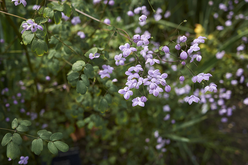 Thalictrum rochebrunianum