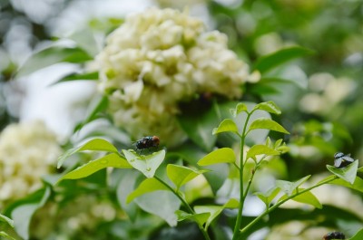 橙色的茉莉花盛开在花园里