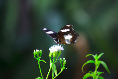 Eggfly蝴蝶