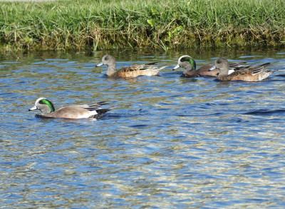 美国Wigeon(美国安娜)