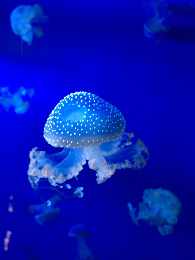 热那亚水族馆的水母