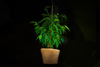 橡胶植物与赤陶土花瓶孤立在黑色背景