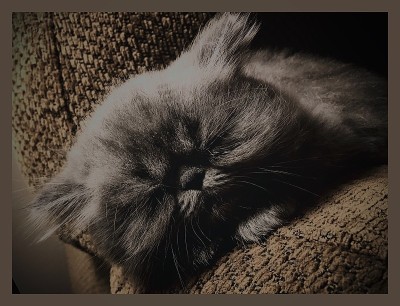小尤达