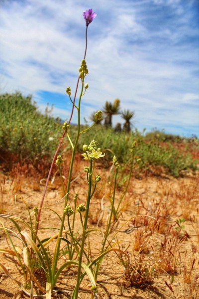 毒理oscordion brevibracteatum -沙漠死亡camas -约书亚树国家公园- 