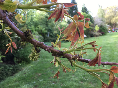 普通核桃树在2018年5月下旬开花