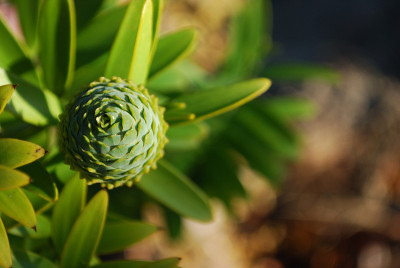 贝壳杉(Agathis Australis):雌球果