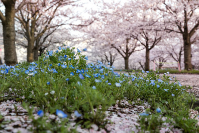 樱花广场樱花盛开和Nemophila习野市，千叶县日本