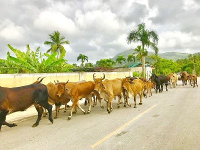 加勒比牛在多米尼加共和国的一个乡村边棕榈树线道路