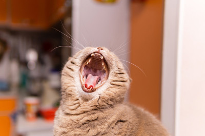 苏格兰直猫打哈欠露出獠牙