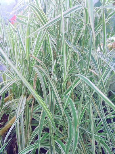 观赏花园草