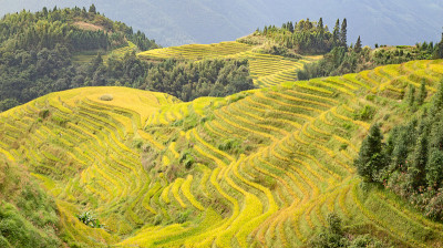 隆基水稻梯田
