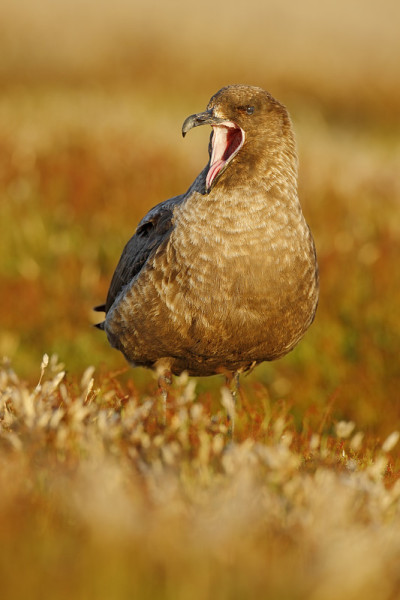 Brown skua, Catharacta antarctica, water bird sitt